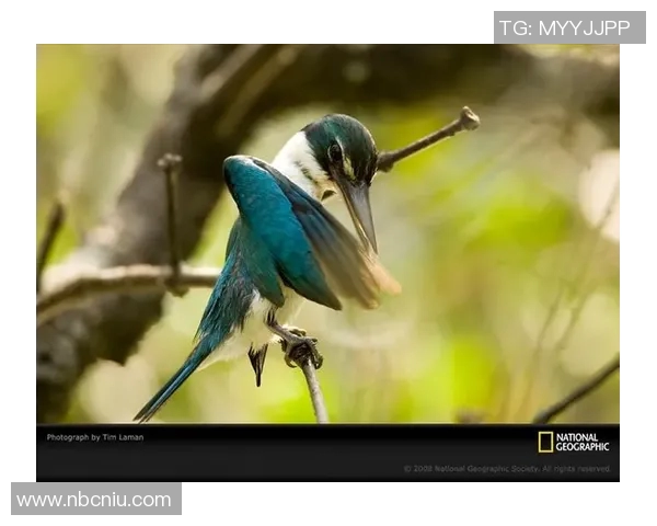 翠鸟东孟加拉与图里对决的精彩瞬间与战术分析